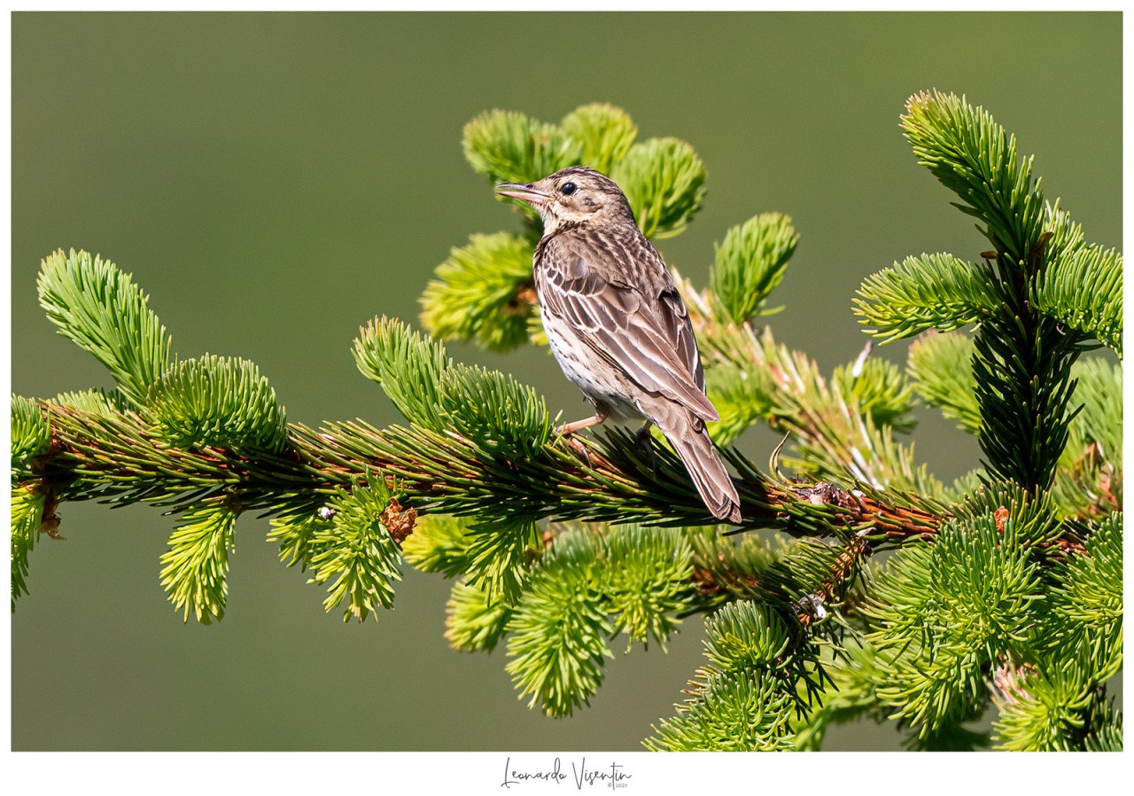 Prispolone (Anthus trivialis)