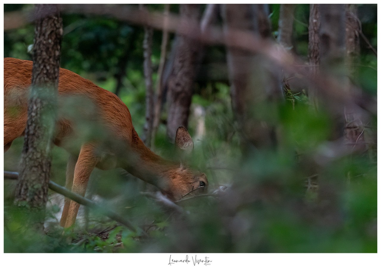 Capriolo nel bosco