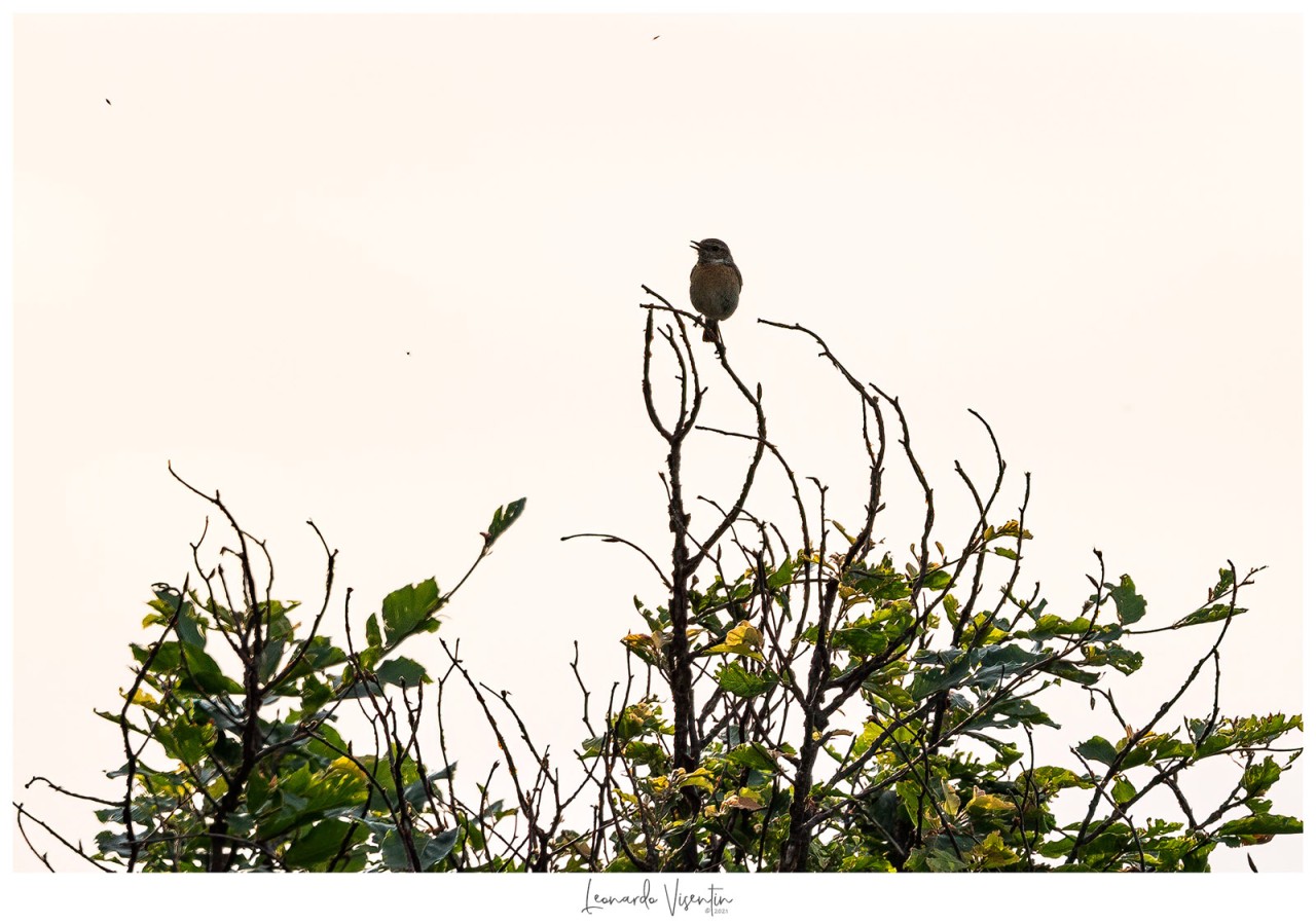 Saltimpalo (Saxicola torquatus)