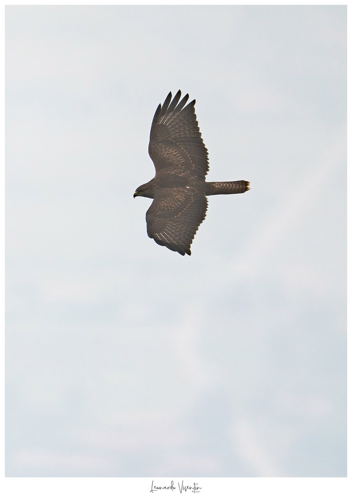 Poiana (Buteo buteo)