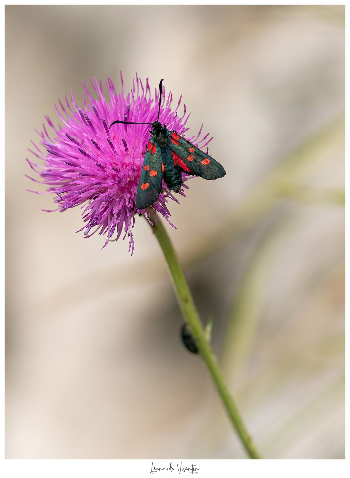 Zygaena filipendulae