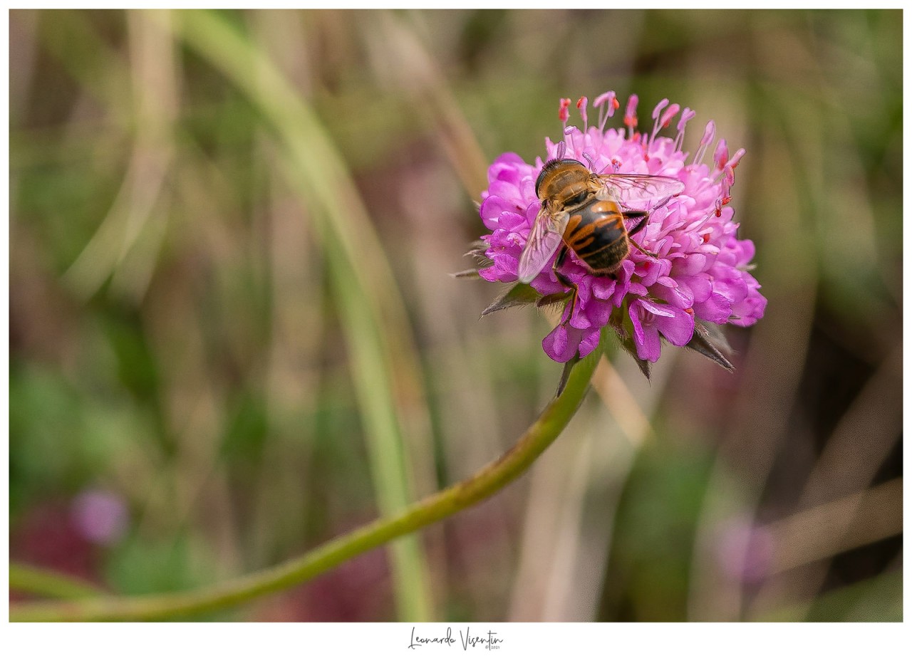 Impollinazione