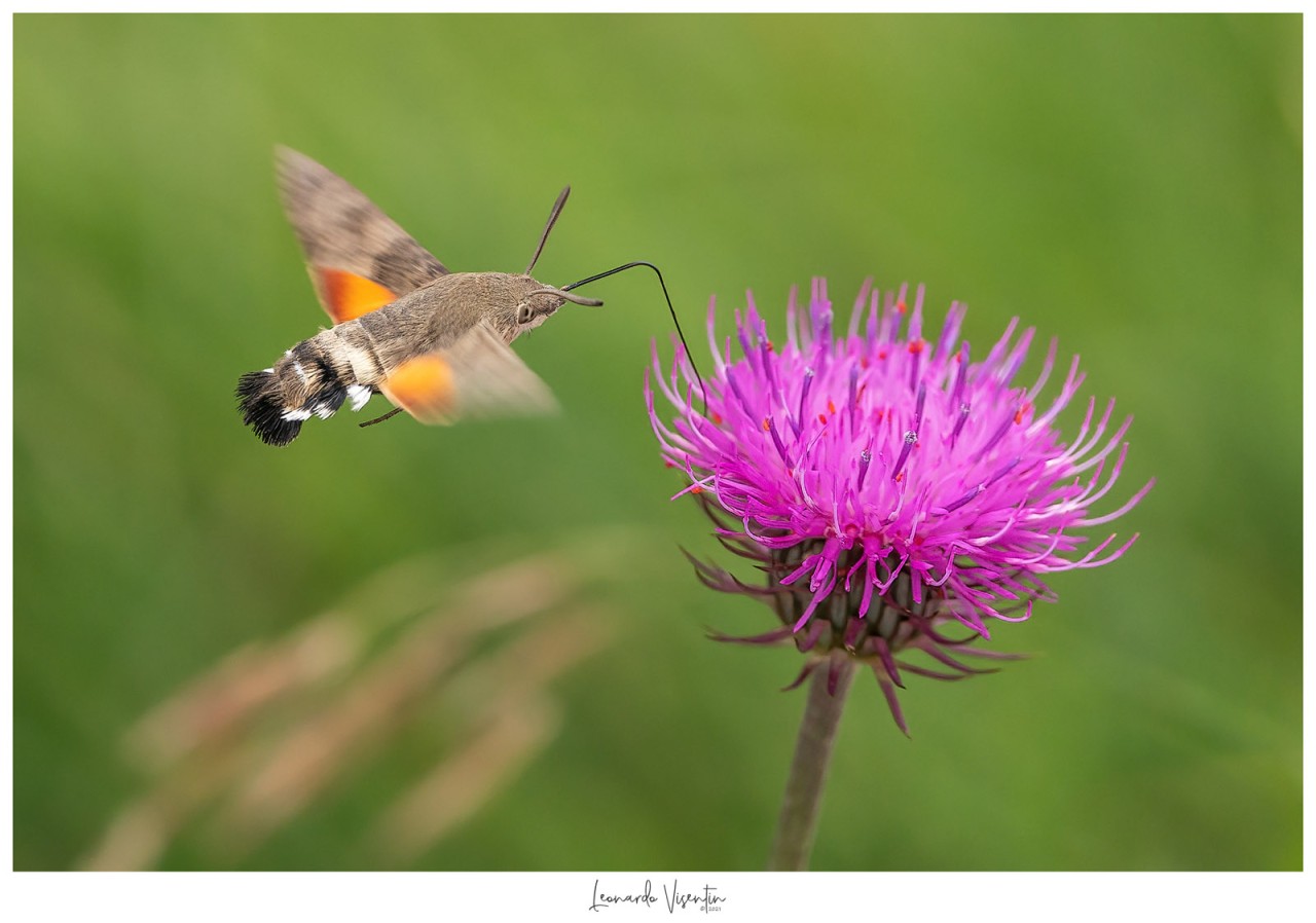 Macroglossum stellatarum