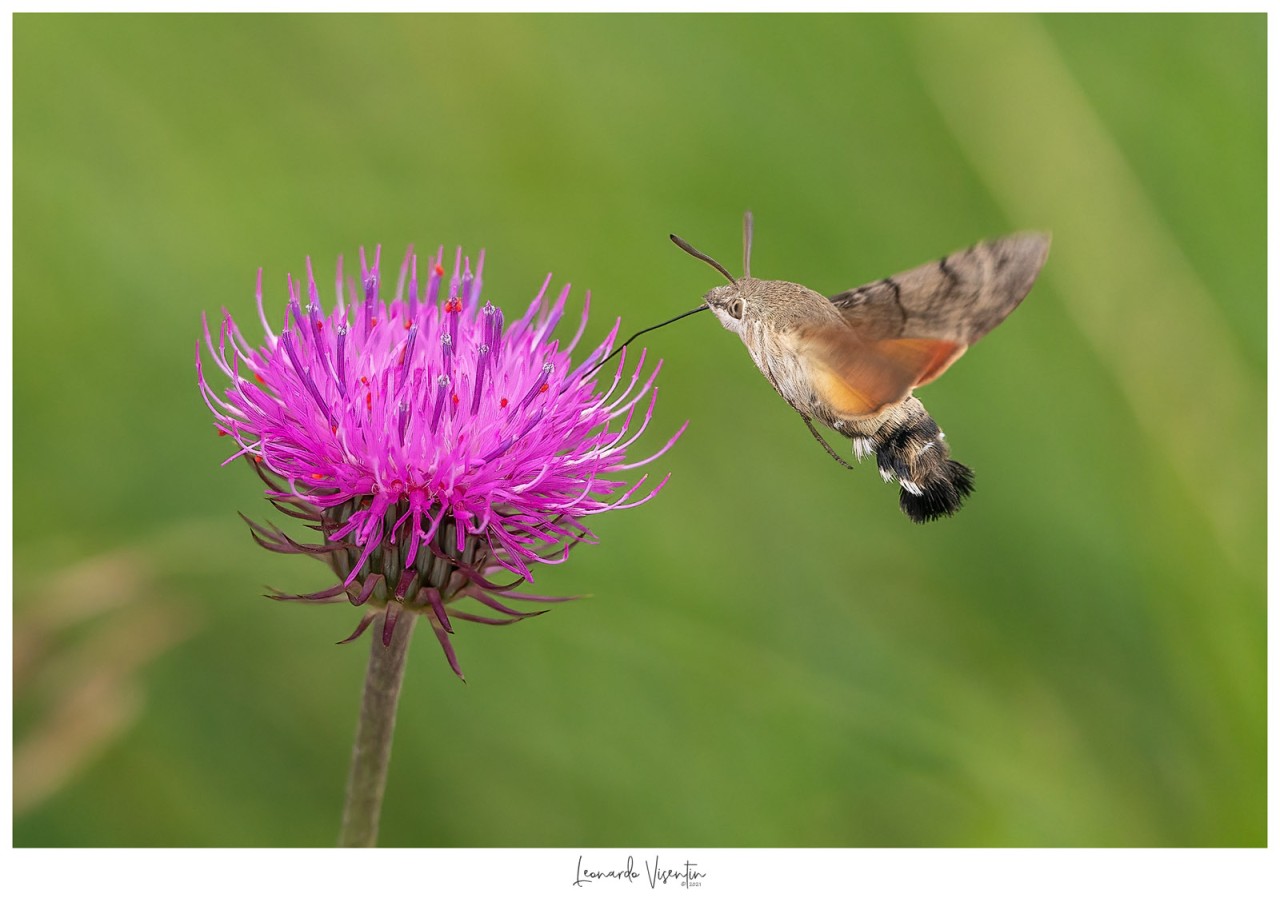 Macroglossum stellatarum