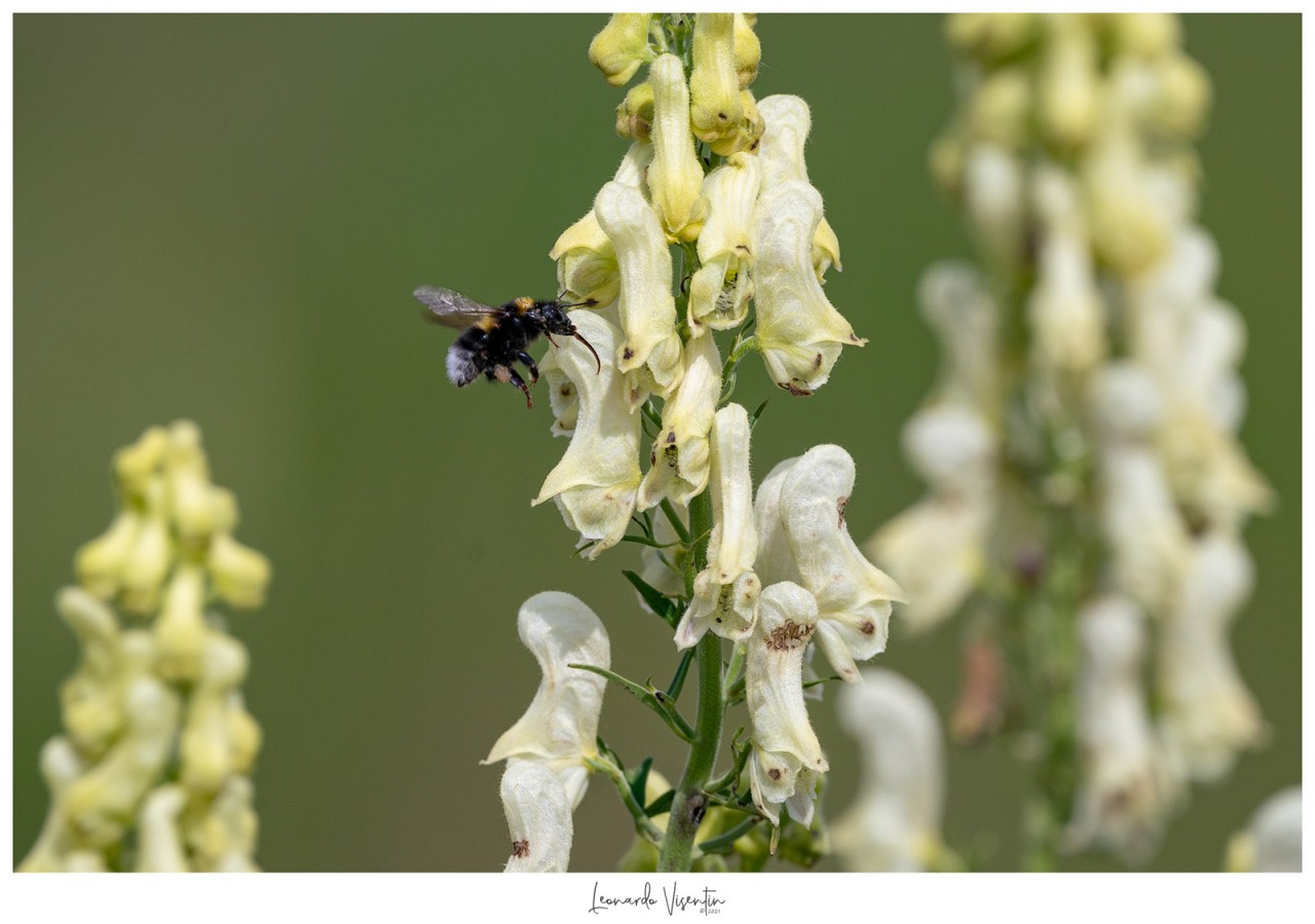 Bombus terrestris