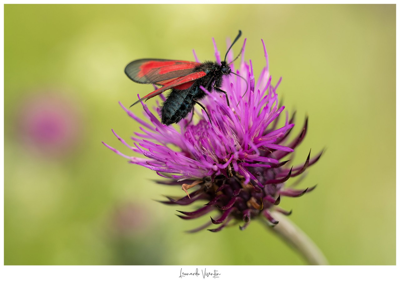 Zygaena