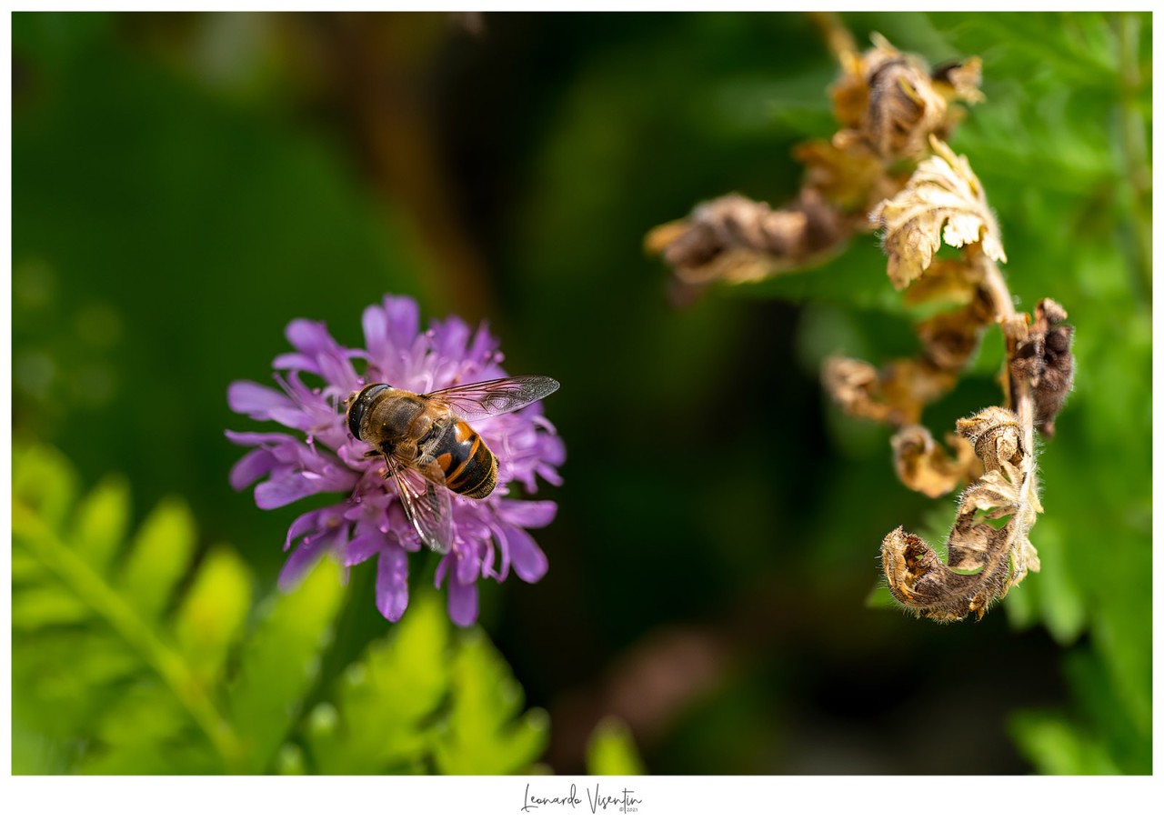 Ape e fiori