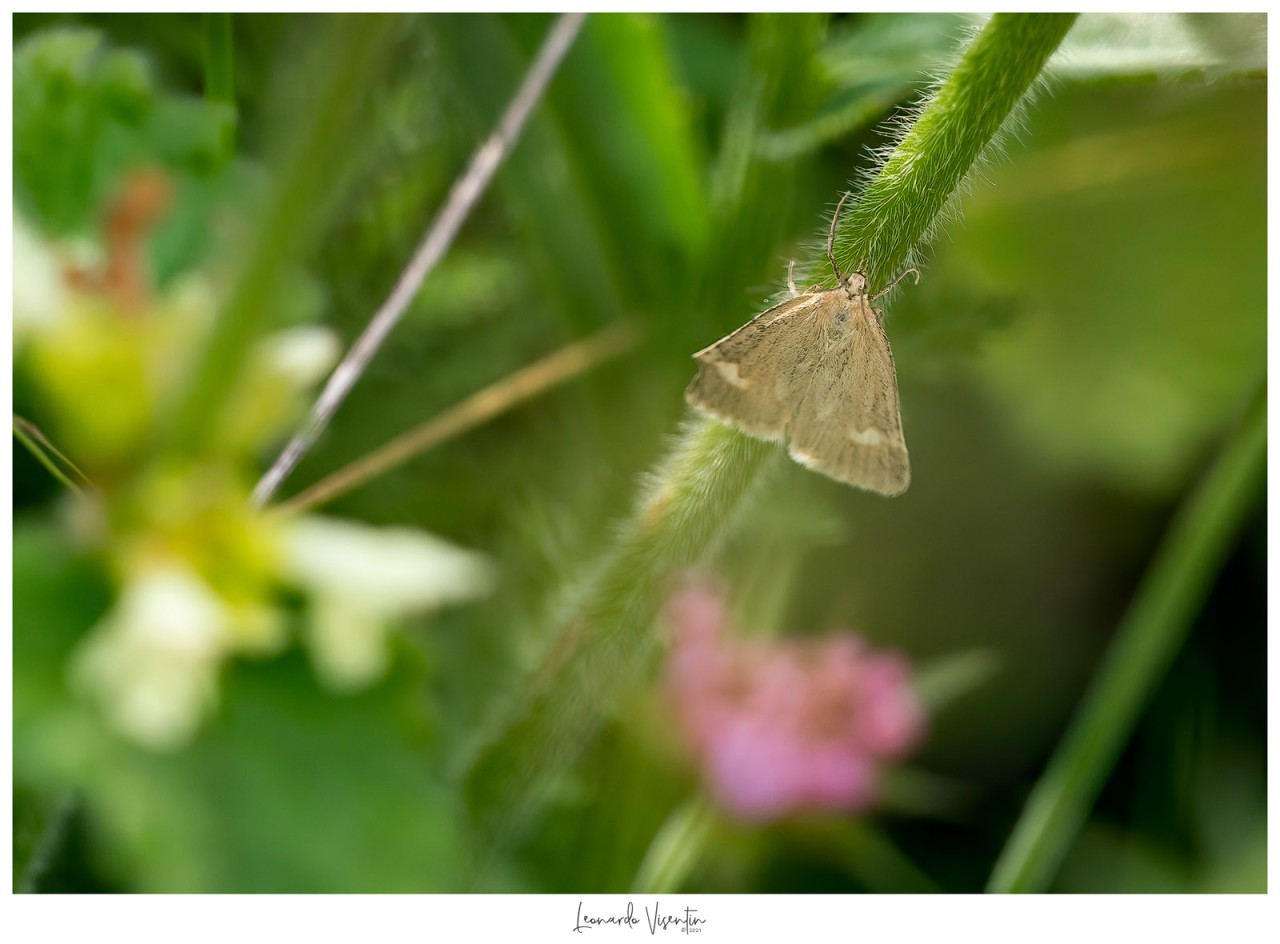 Minuscola farfalla