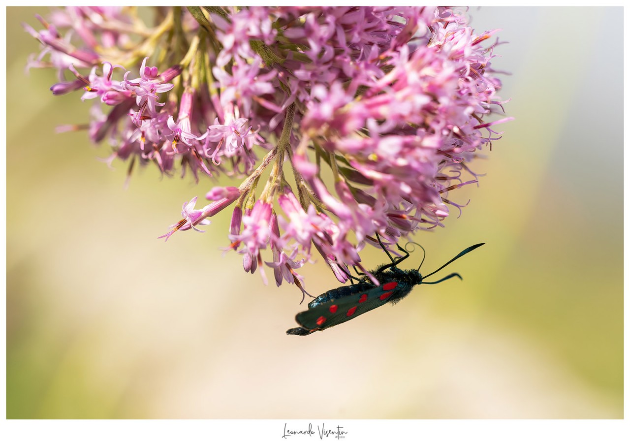 Zygaena