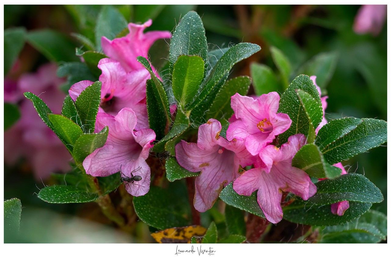 Formica su rododendro