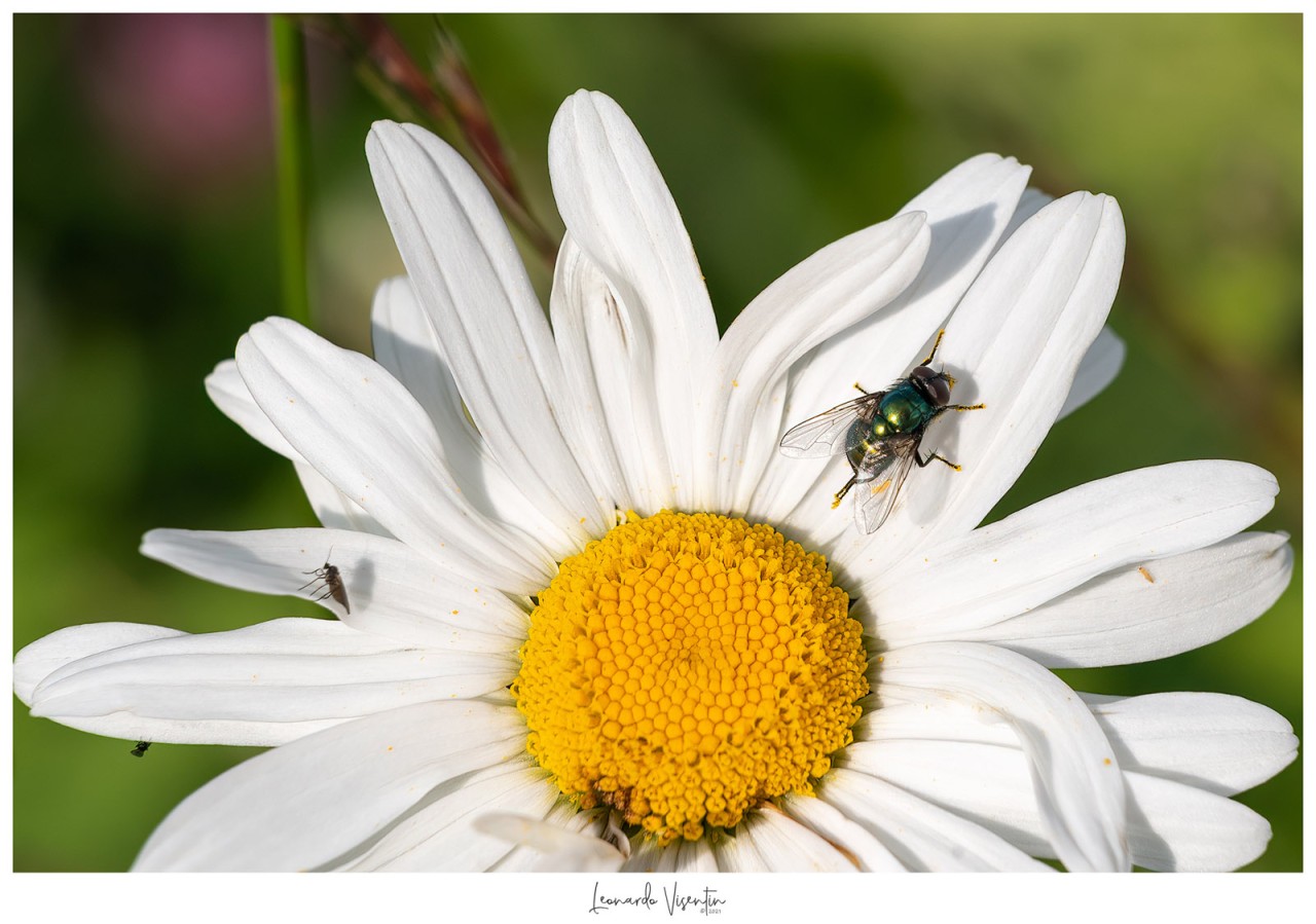 Mosca su fiore