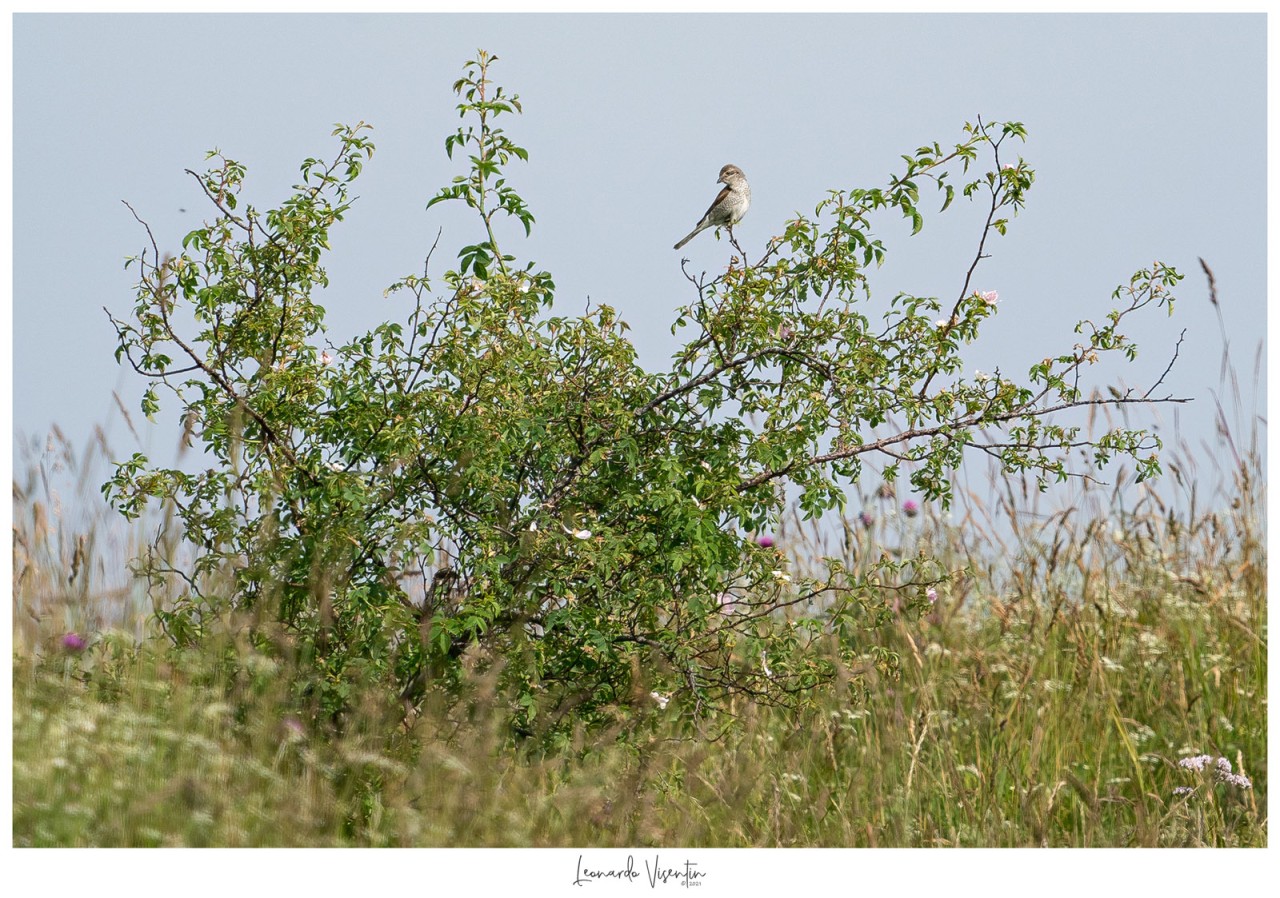 Lanius collurio