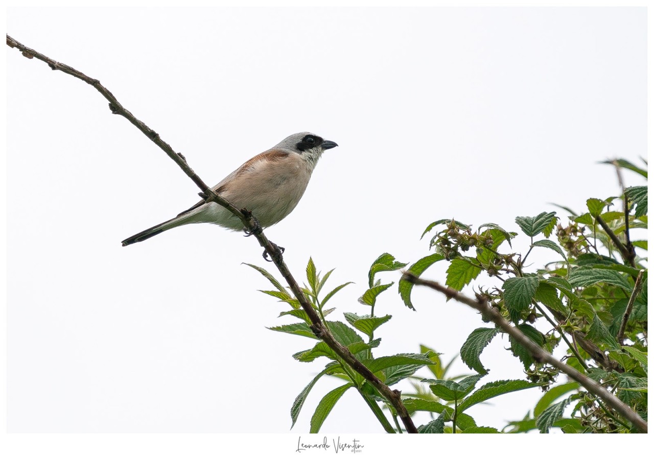 Averla piccola (Lanius collurio) ♂