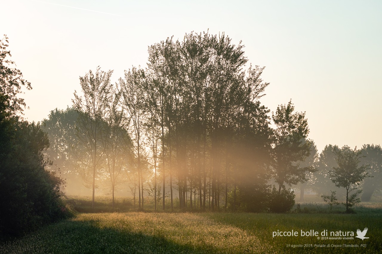 bruma dell'alba