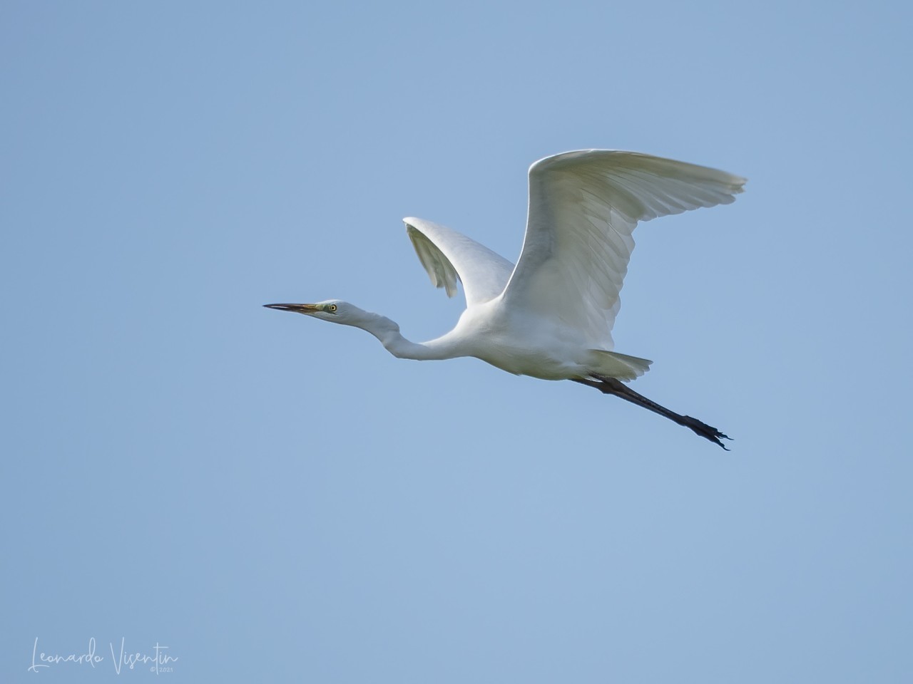 Airone bianco maggiore