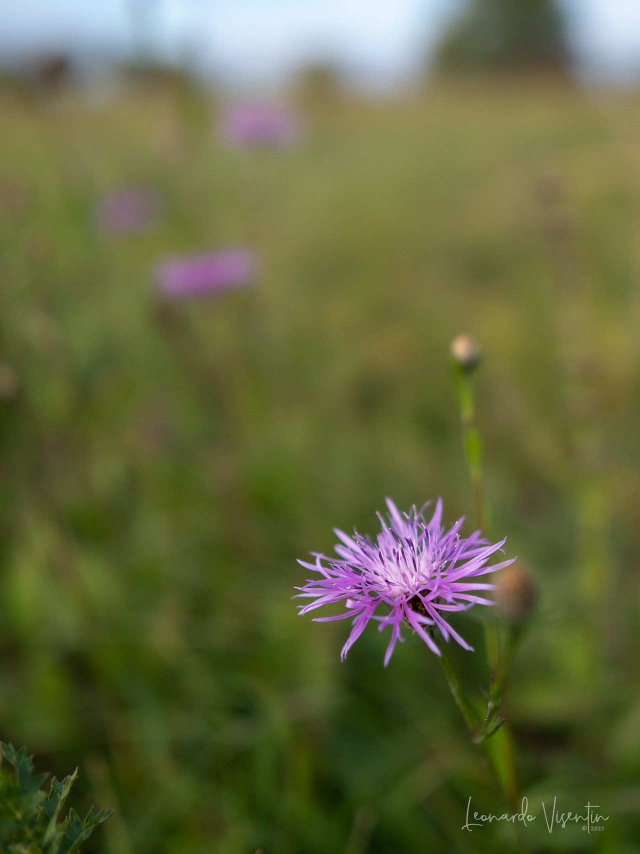 Fiori