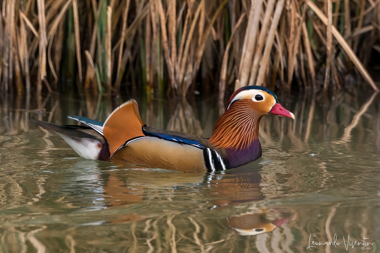 Anatra mandarina