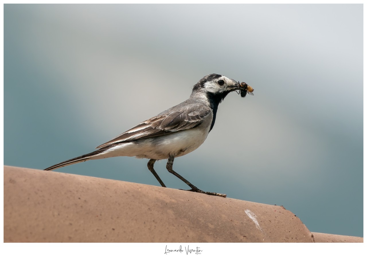 Ballerina bianca (Motacilla alba)