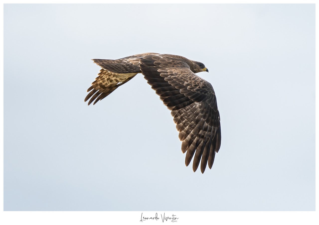 Falco pecchiaiolo juv