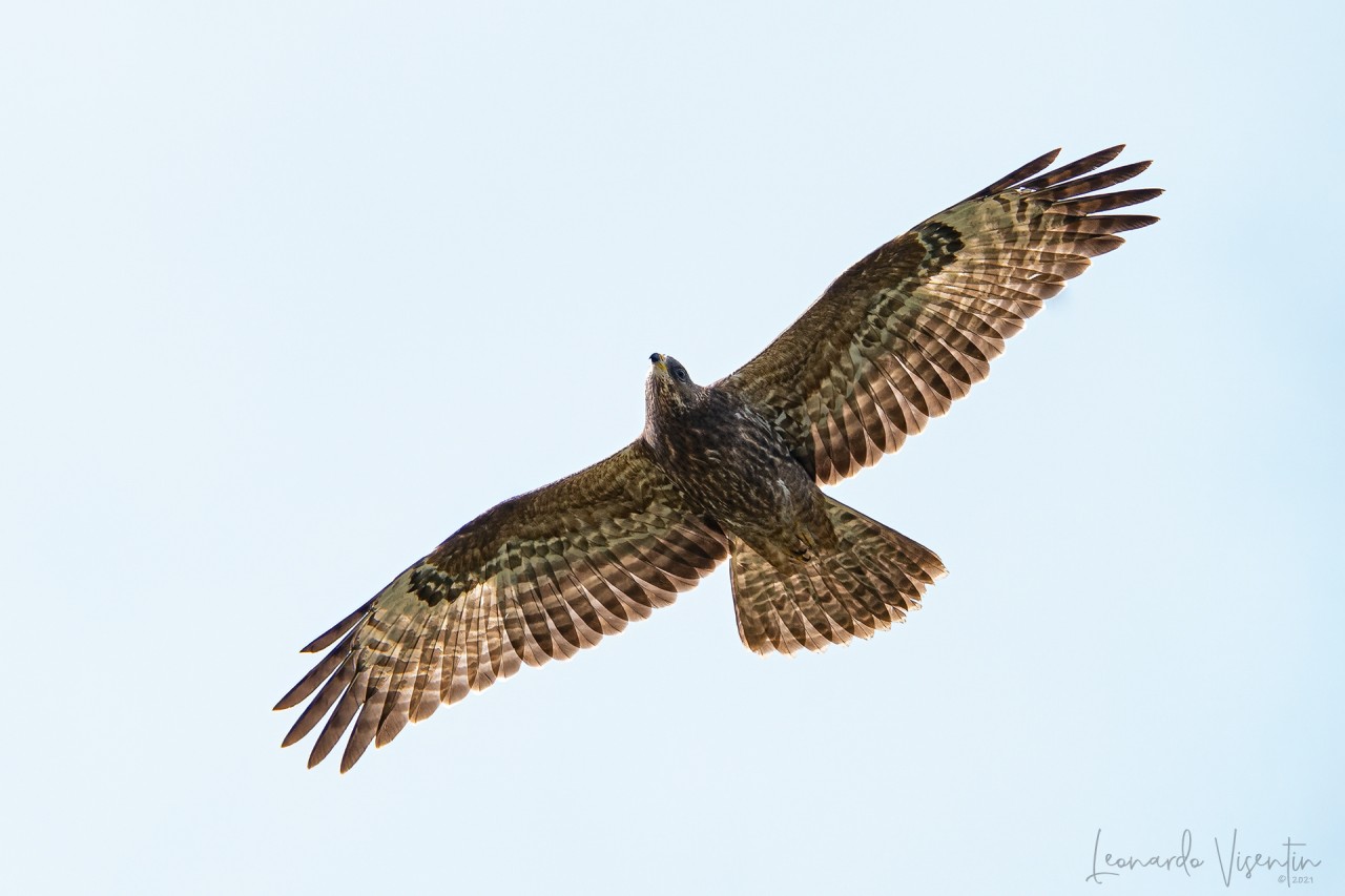 Falco pecchiaiolo juv