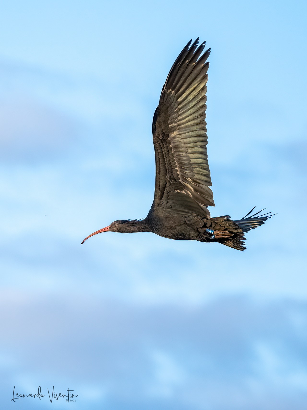 rory, ibis eremita del progetto waldrapp.eu