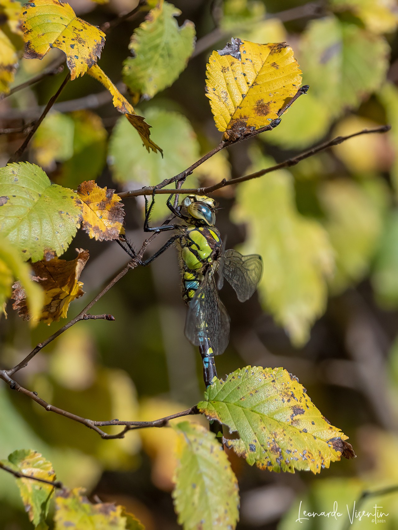 Aeshna cyanea