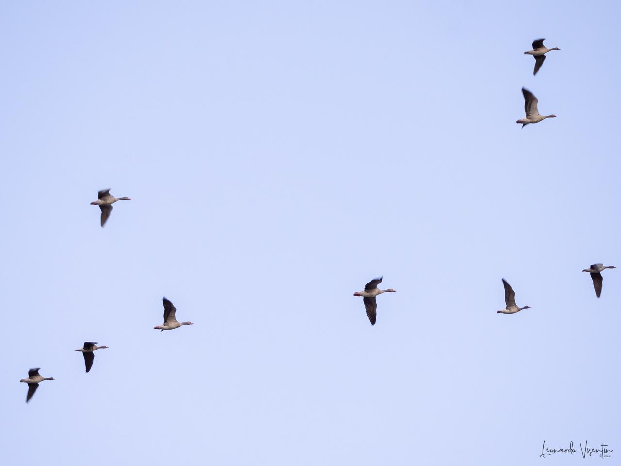 oche selvatiche tra le lombardelle in volo