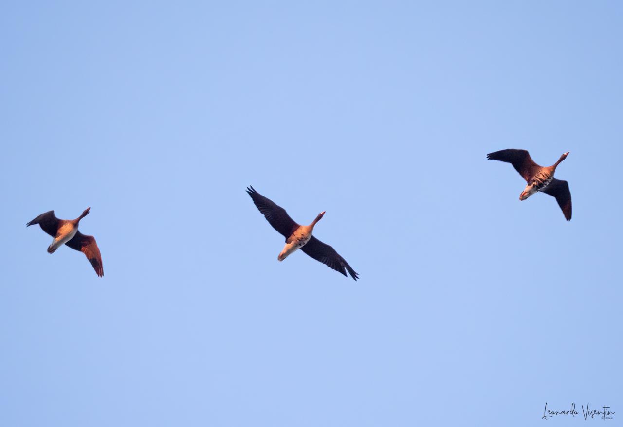 tre oche lombardelle in volo