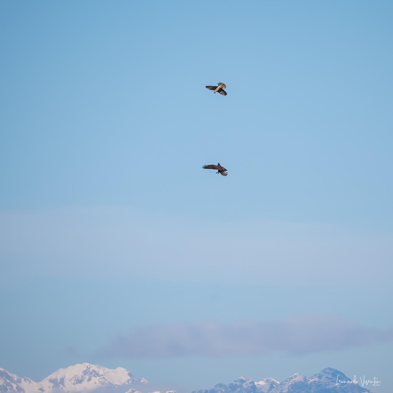 falco pellegrino e poiana