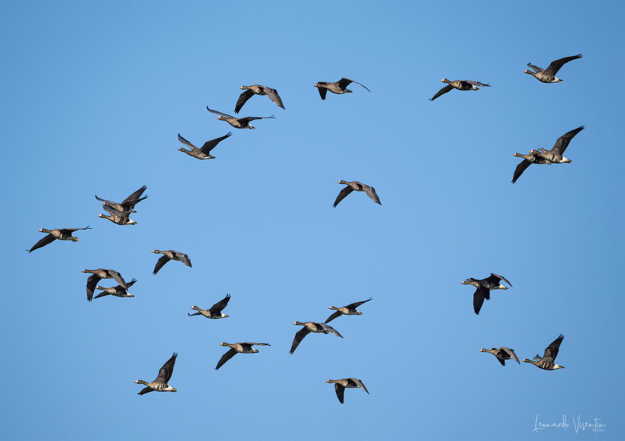 oche lombardelle in volo