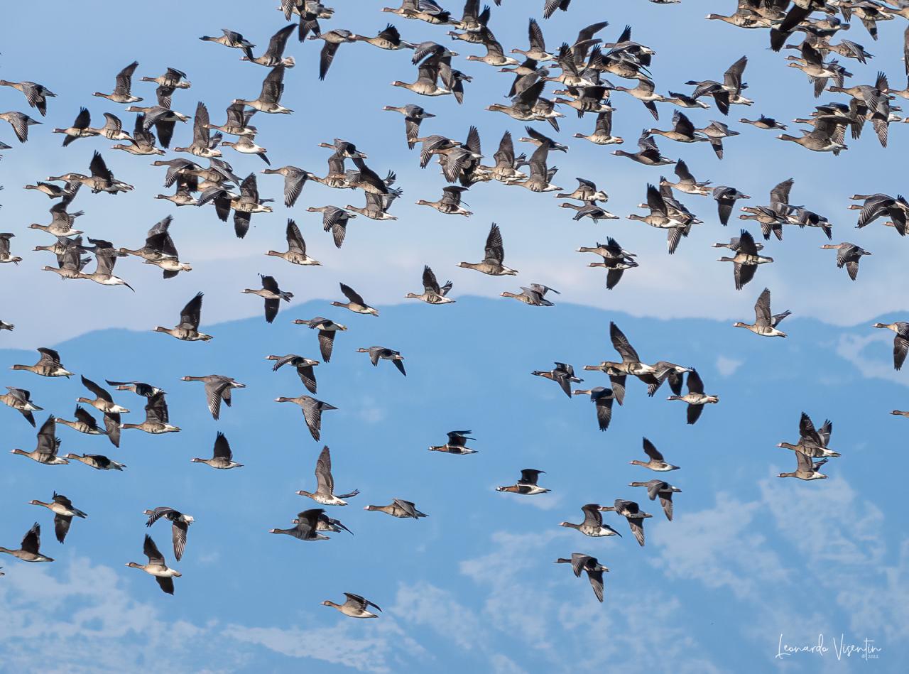 oche lombardelle e collorosso in volo