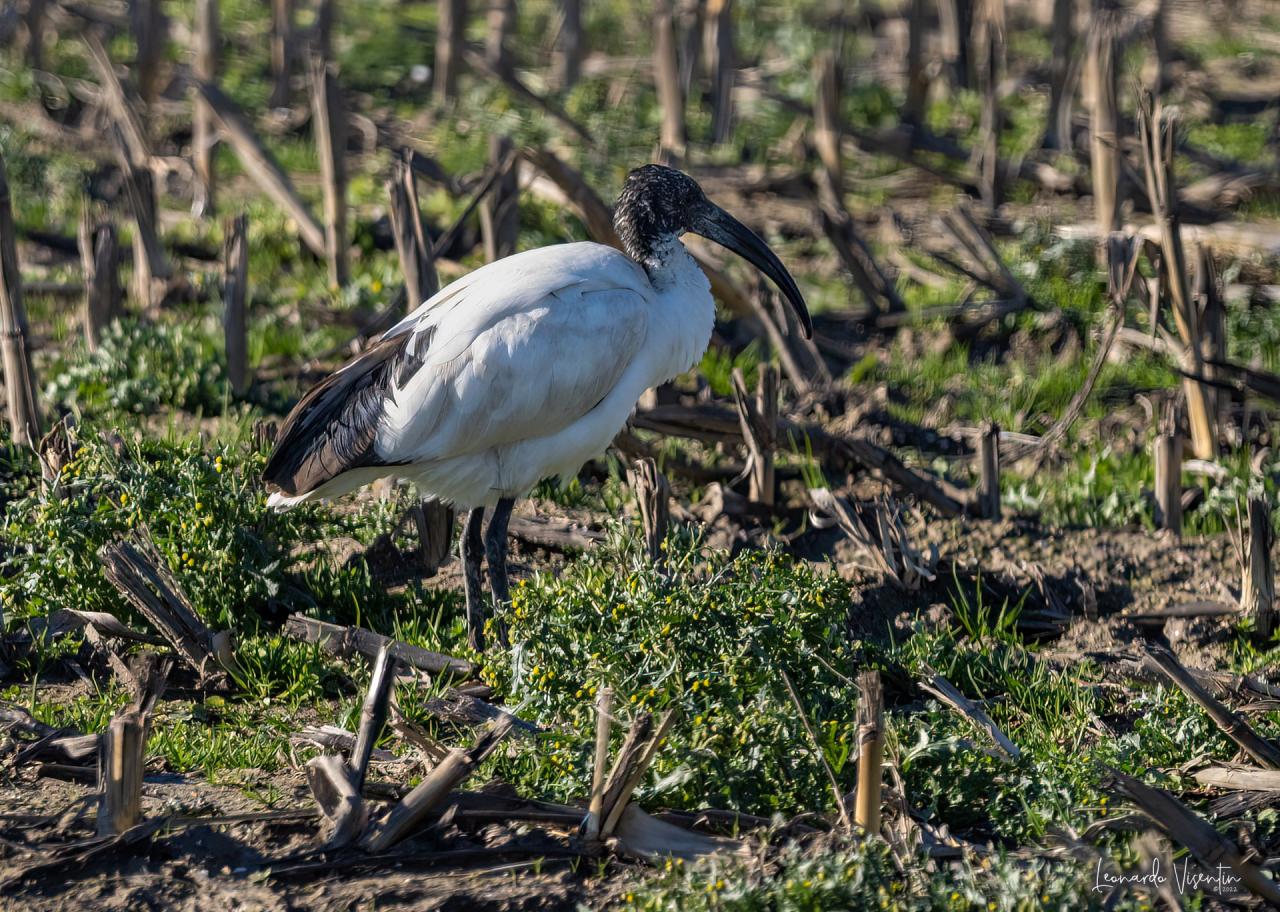 ibis sacro