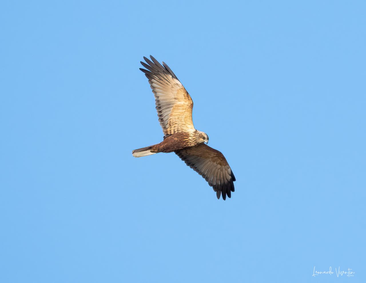 falco di palude