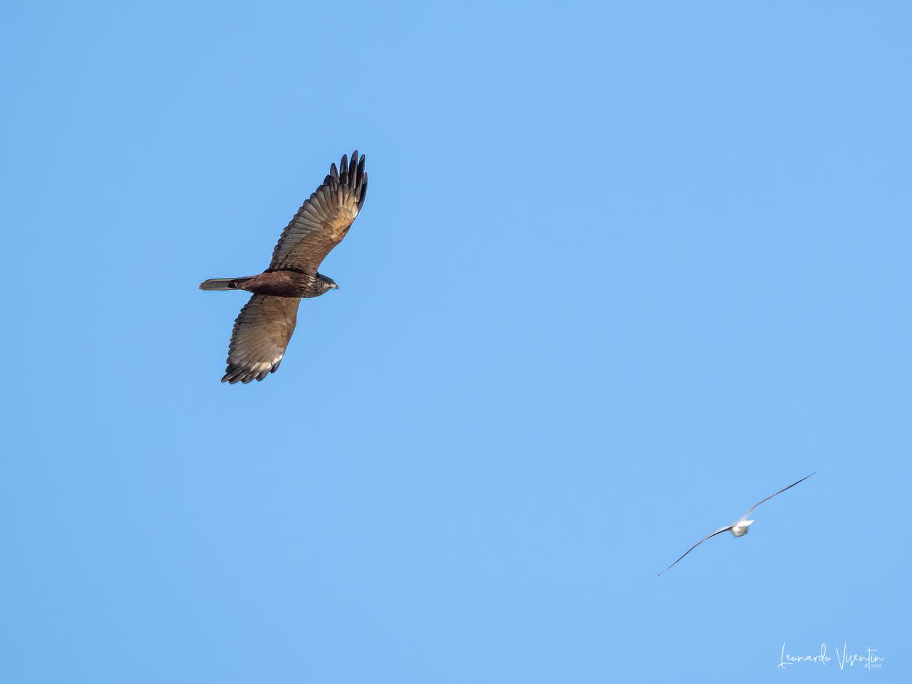 falco di palude e gabbiano comune