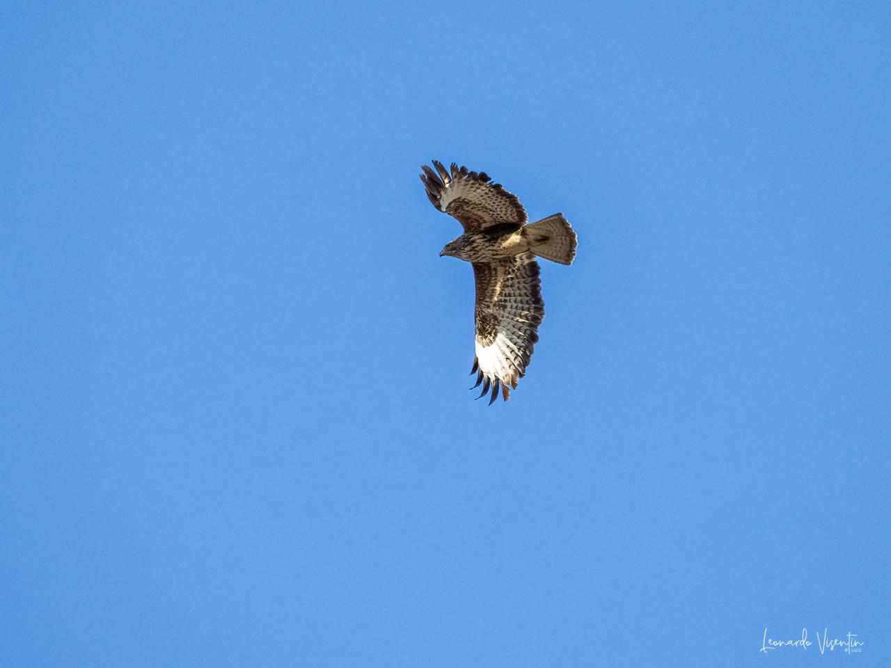 poiana (buteo buteo)