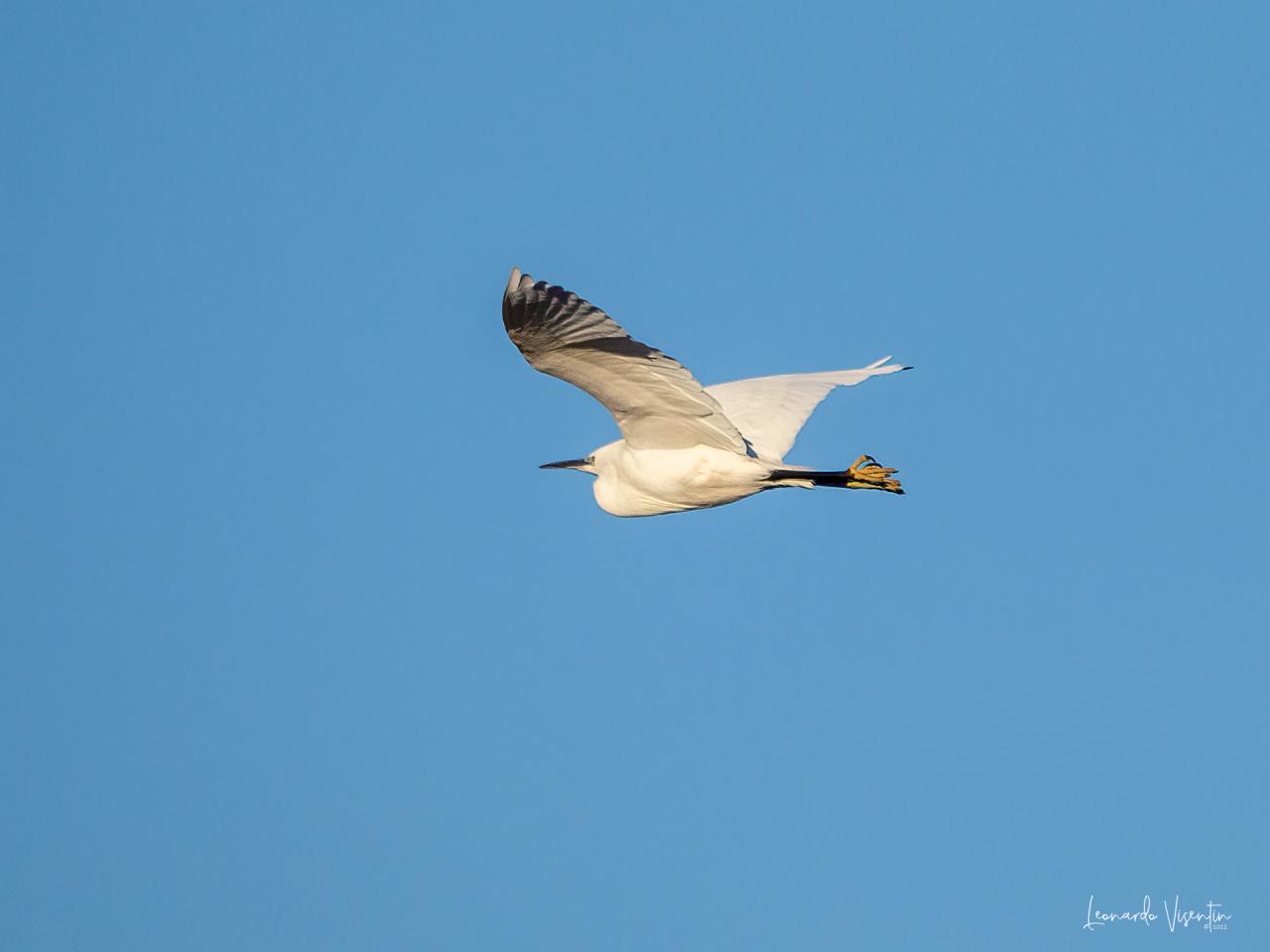 garzetta in volo al tramonto