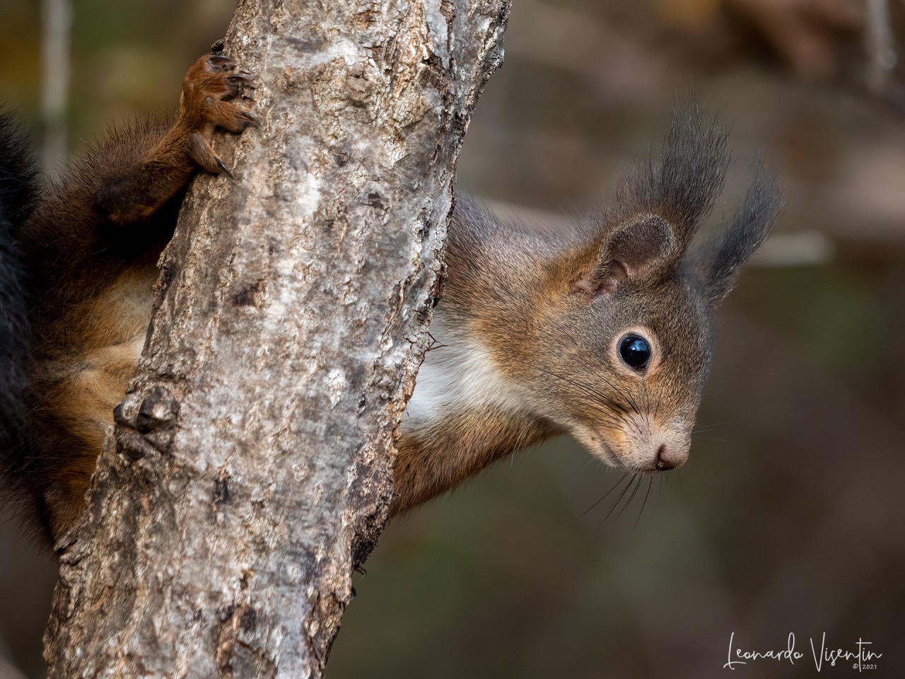 Scoiattolo europeo (Sciurus vulgaris)