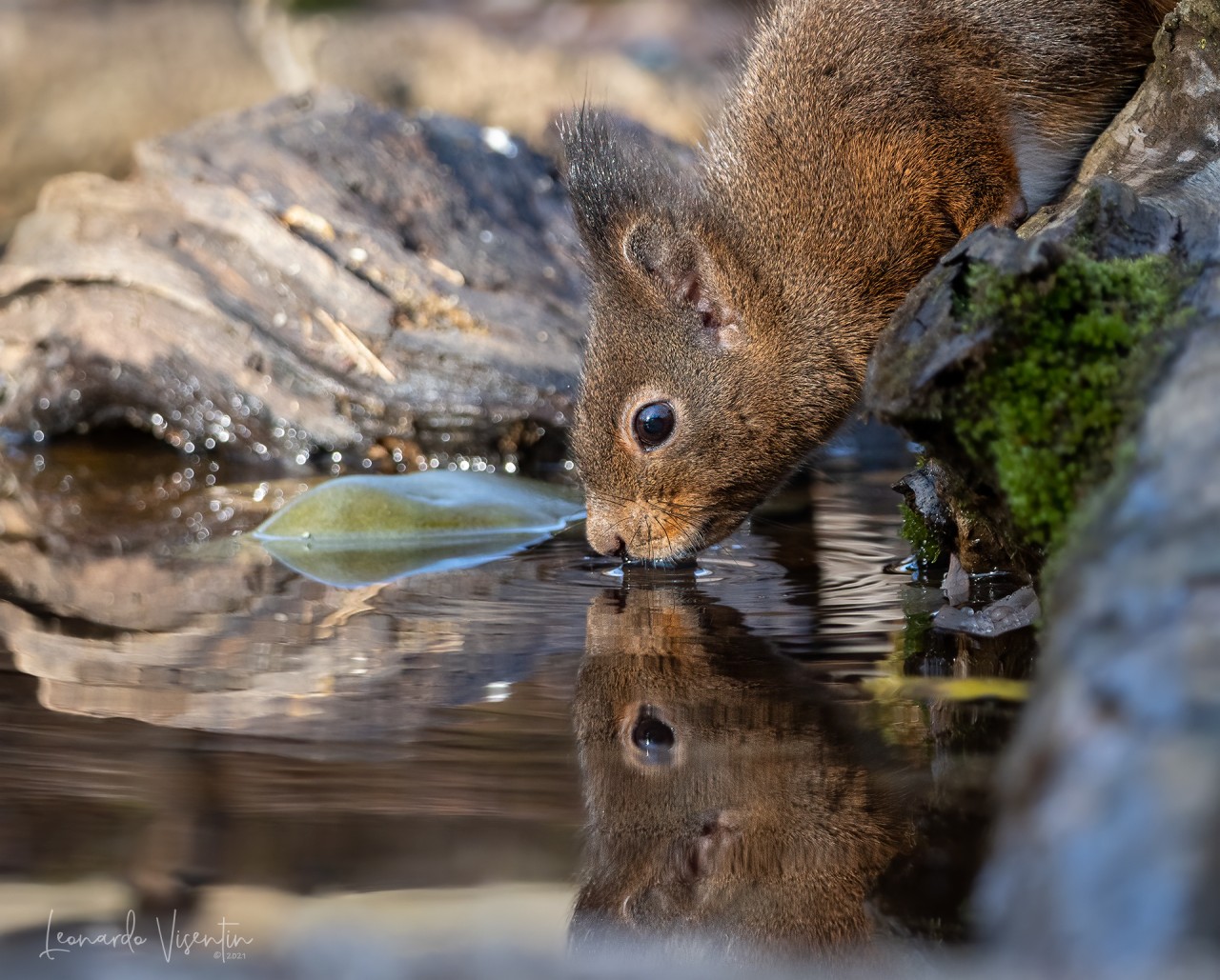 Scoiattolo europeo (Sciurus vulgaris)