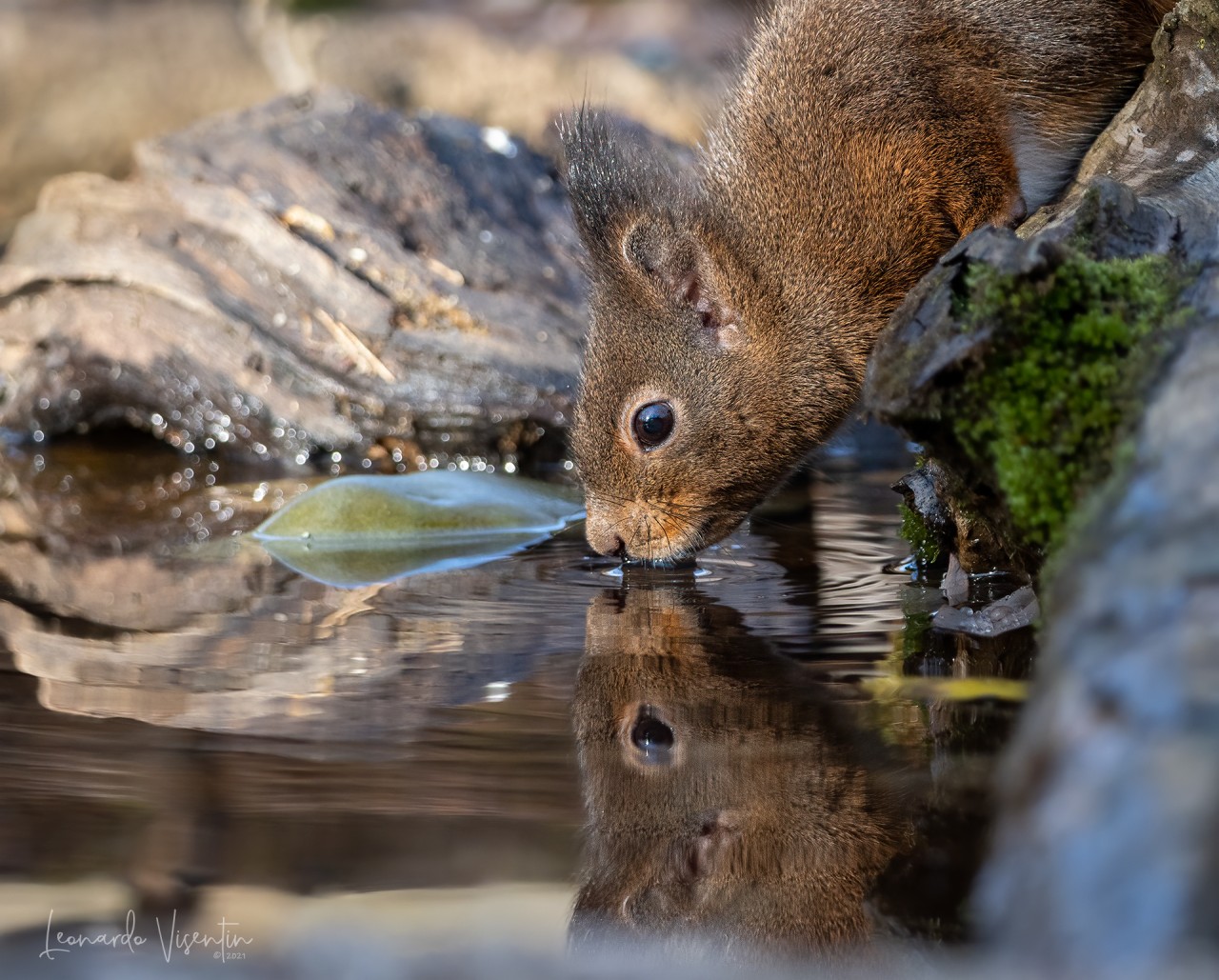 Scoiattolo europeo (Sciurus vulgaris)