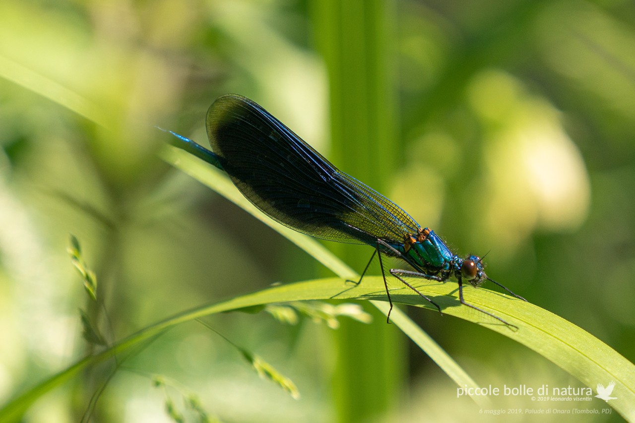 calopteryx splendens