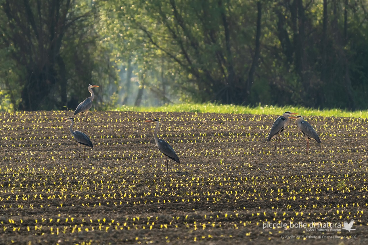 aironi cenerini nel campo