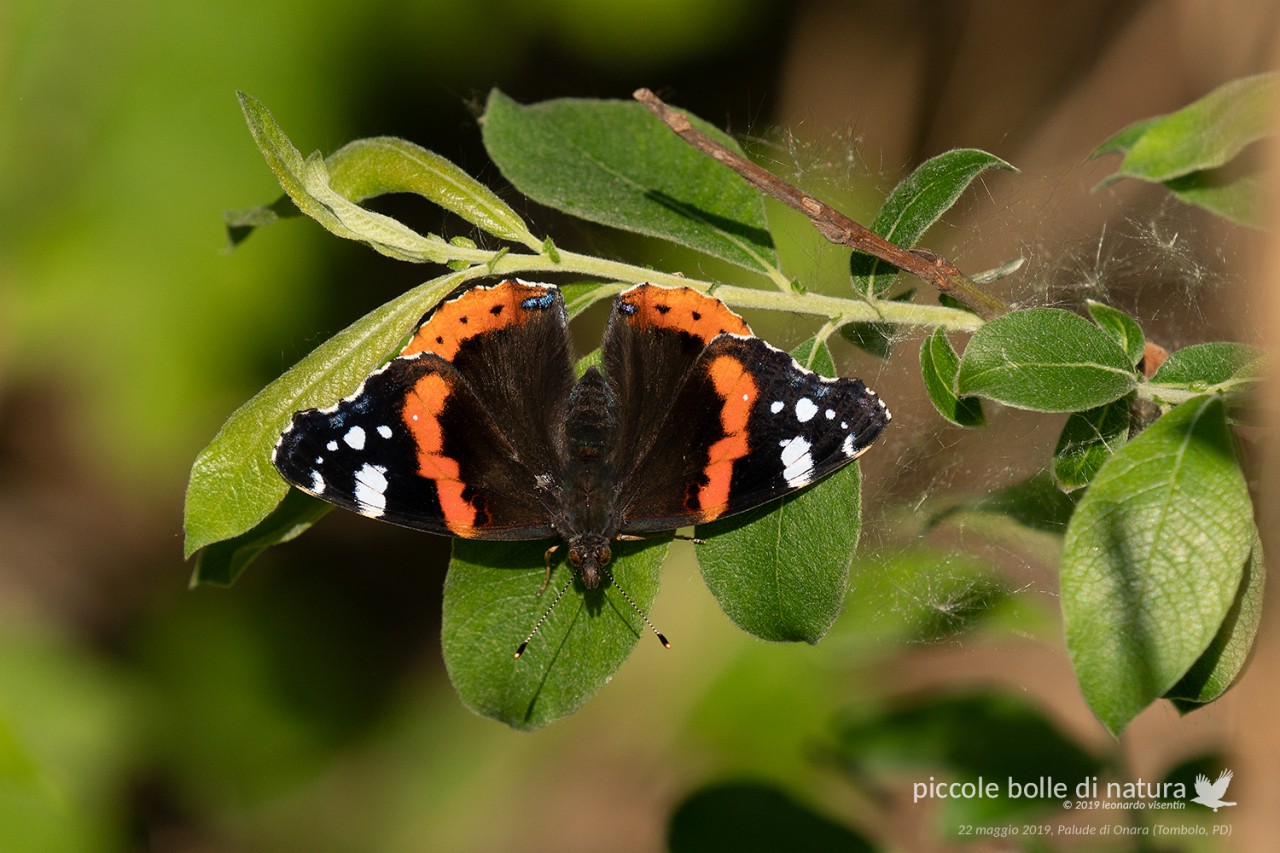 vanessa atalanta