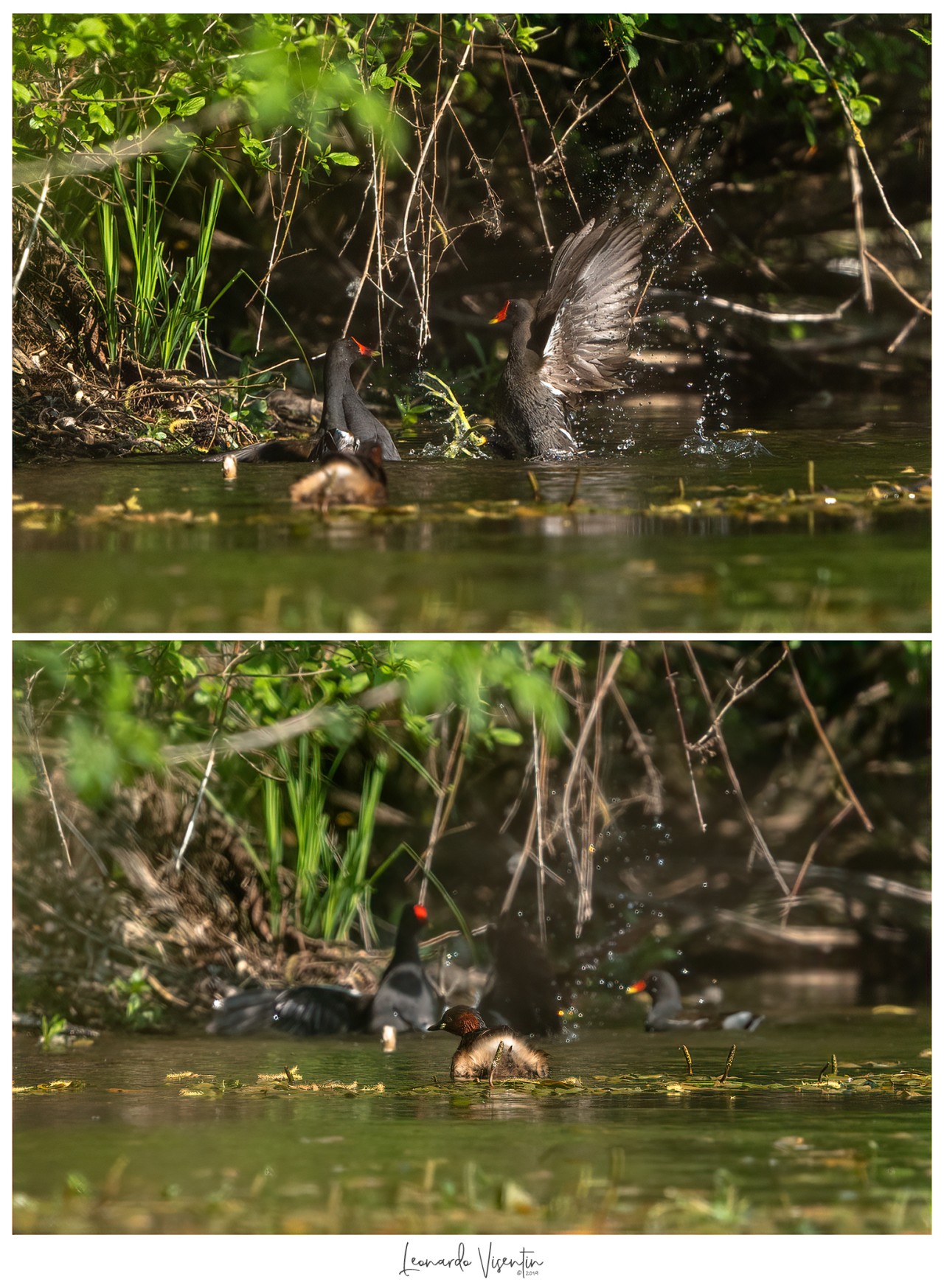 gallinelle d'acqua litigiose