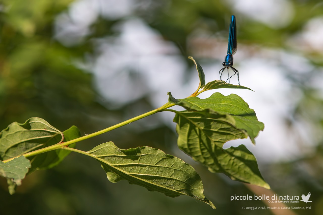 calopteryx virgo