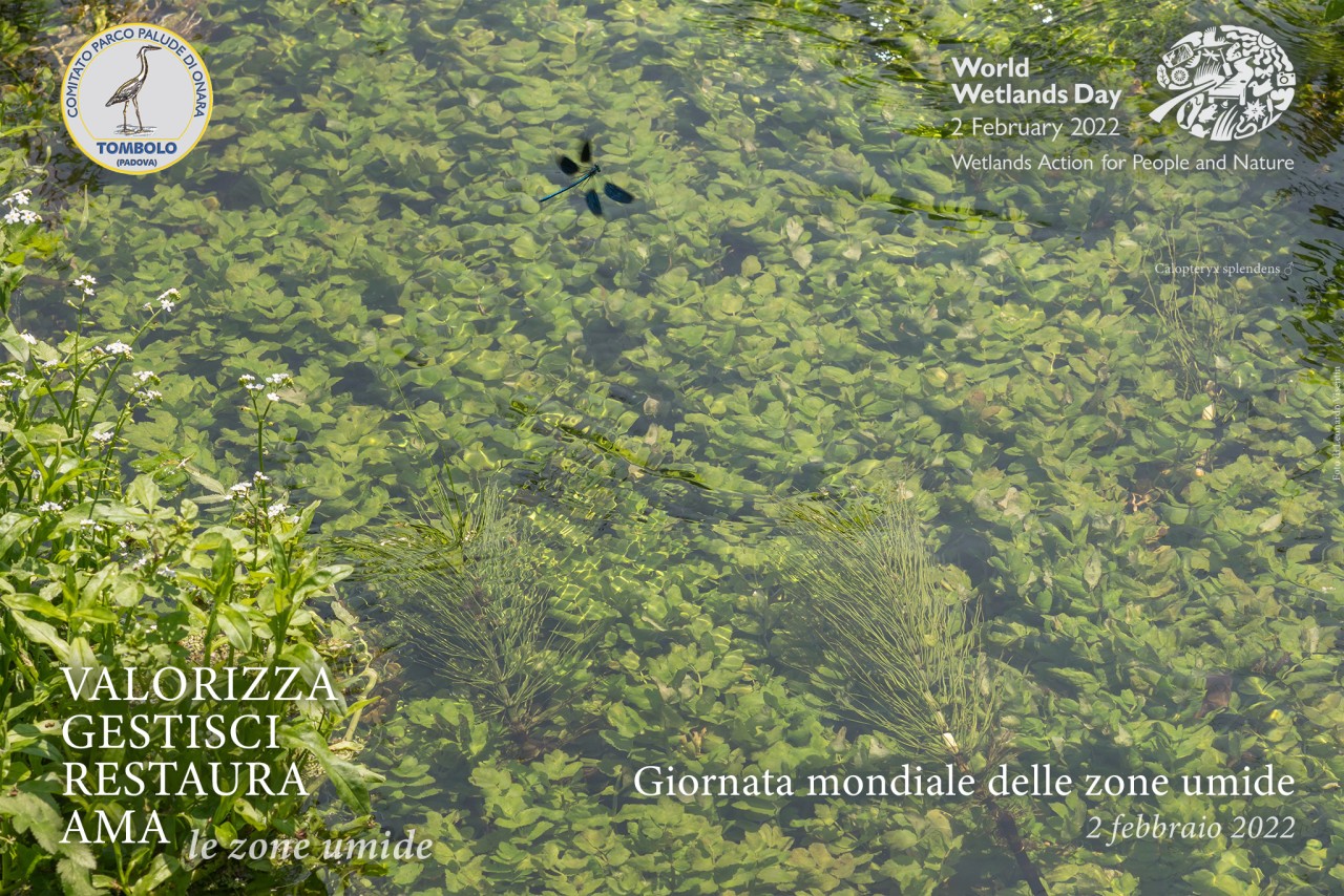 calopteryx splendens in volo sul tergola