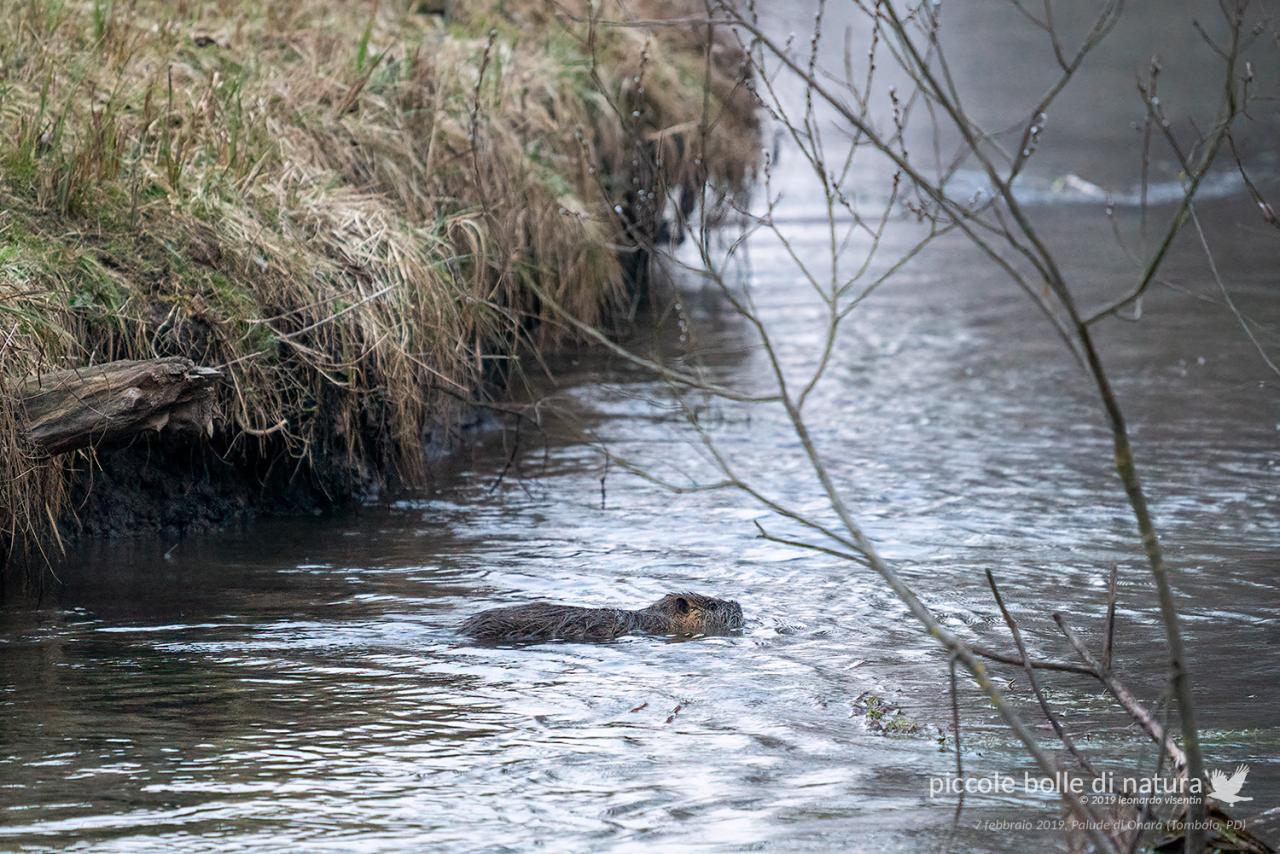 nutria