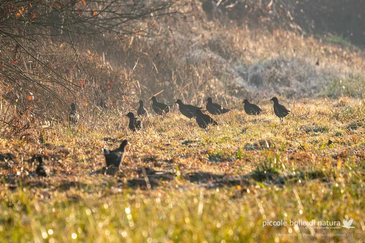 gallinelle all'alba