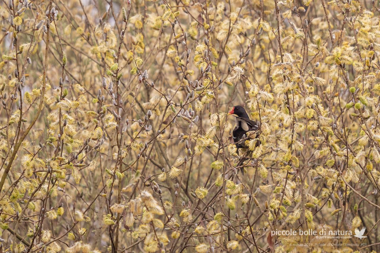 gallinella tra i salici