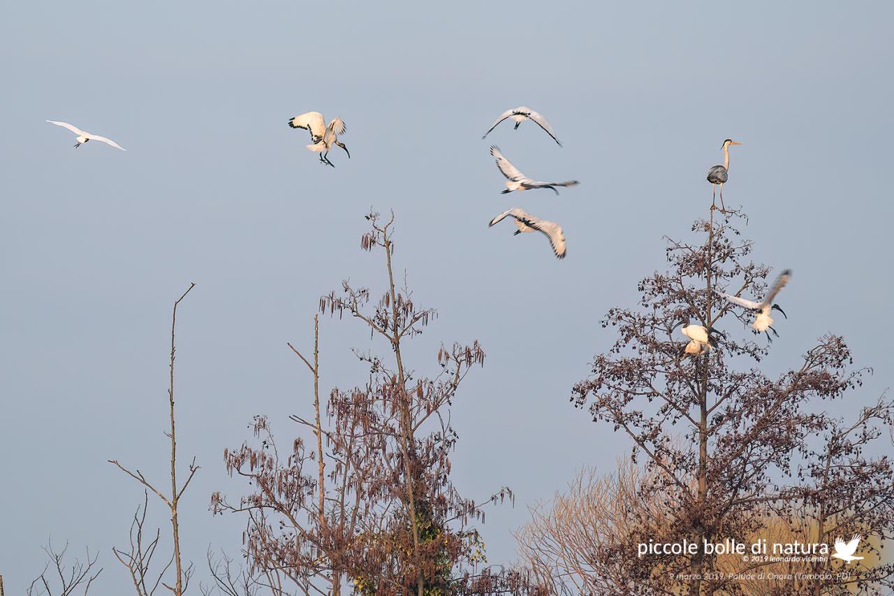 ibis e ardeidi