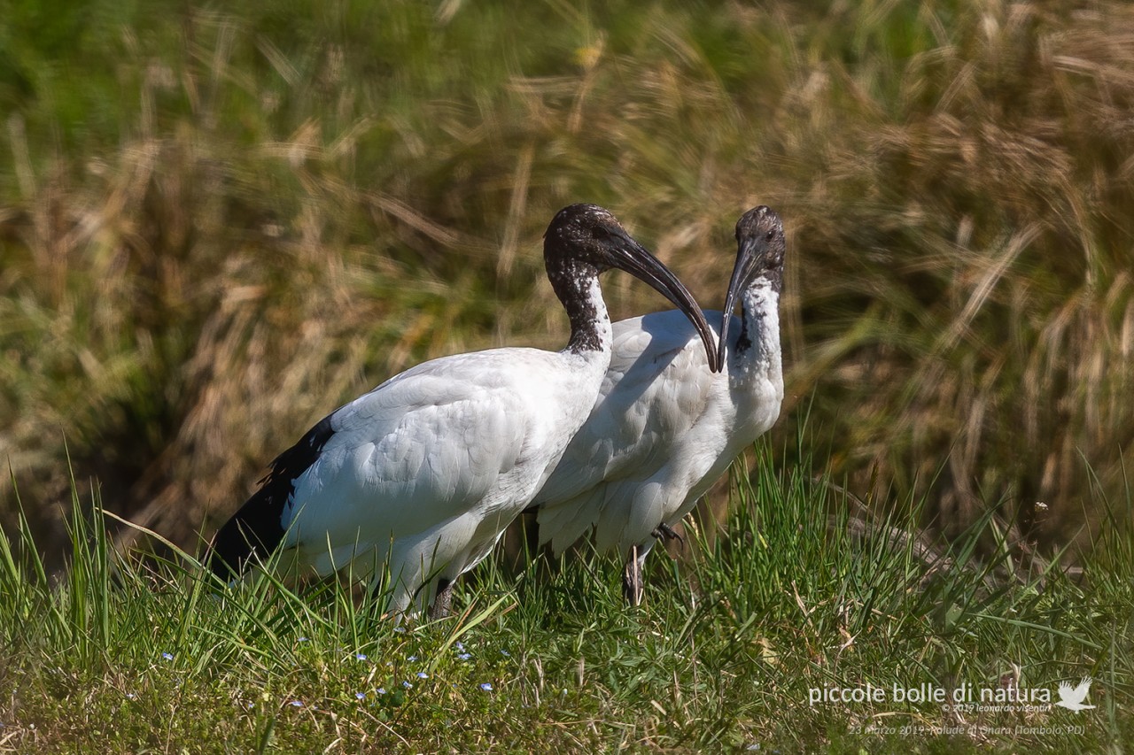 ibis sacri